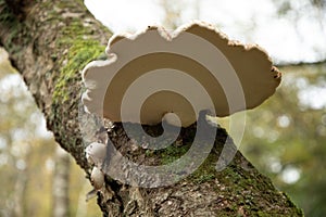 Selective focus shot of the underside of a Birch Polypore Common White Bracket photo