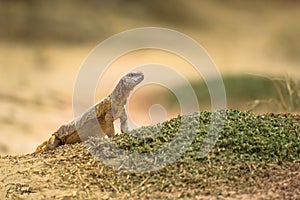 Selective focus shot of Uromastyx agamid lizard