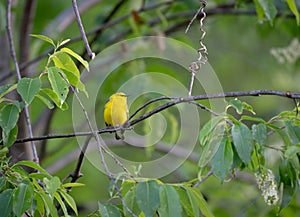 Selective focus shot of a Vermivora bird perched on a branch