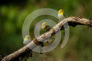 Selective focus shot of Warbling white-eye bird perched on a wood photo