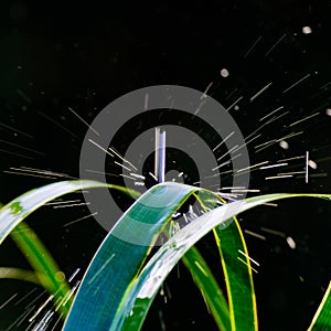 Selective focus shot of water drop splash on cymbidium sinense plant
