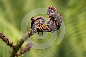 Selective focus shot of wet ponga fern