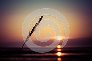 Selective focus shot of a wheat spike during a breathtaking sunset