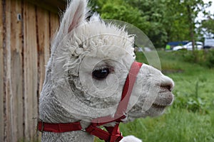 Selective focus shot of a white adorable alpaca in profile