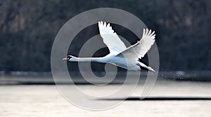 Selective focus shot of a white flying swan