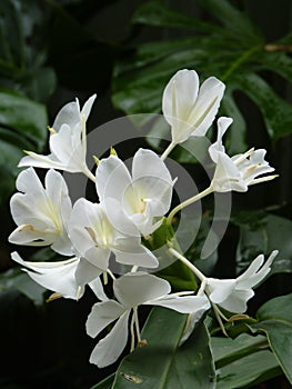 Selective focus shot of white Ginger Lily flower in the garden