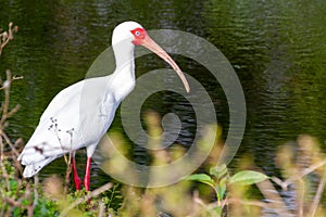 Selective focus shot of a White Ibis bird near Lakeland, Florida