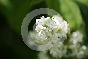 Selective focus shot of white jasmine blossom