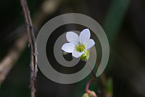 Selective focus shot of white Oxalis pes-caprae