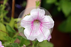 Selective focus shot of white Petunia axillaris flower