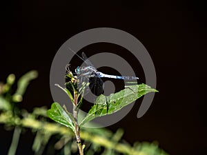 Selective focus shot of white-tailed skimmer (orthetrum albistylum) in Yokohama, Japan photo