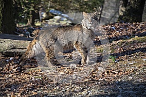 Selective focus shot of a wild cat looking at the camera