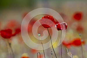 Selective focus shot of wild red poppy flowers in the field