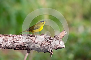 Selective focus shot of a Wilsons Warbler on a tree branch in a forest