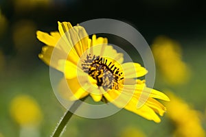 Selective focus shot of a yellow African daisy flower with a blurred background