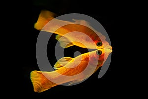 Selective focus shot of yellow mollies in an aquarium isolated on a black background