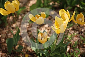 Selective focus shot of yellow tulips in the park at Topeka, Kansas