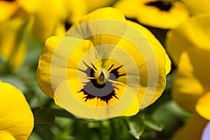 Selective focus shot of a yellow Viola pedunculata in a field