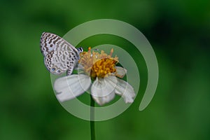 Selective focus side view of a Cassius blue butterfly with closed wings perched on a white flower