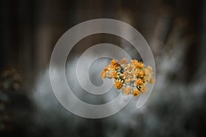 Selective focus of Silver ragwort growing in a field with a blurry background