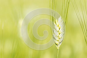 Selective focus on a single unripe barley ear in a field