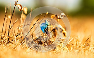 Selective focus of a sitana in a field covered in dried grass on a sunny day