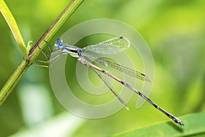 Slender Spreadwing damselfly, Lestes Rectangularis