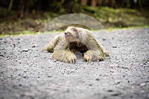 Selective focus on a sloth crossing a tropical road