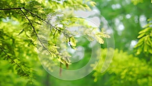 Selective focus slow motion pan of trees in a forest