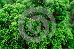 Selective focus on small green leaves. Closeup green bush in garden of the park. Nature abstract background. Natural pattern of