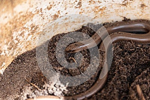 A selective focus of a small legless lizard, The scraggly spindle is a reptile.