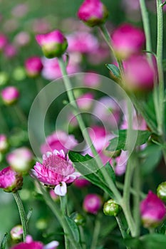 Selective focus of small lilac chrysanthemum flowers vertical compsotion