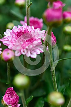 Selective focus of small lilac chrysanthemum flowers vertical compsotion