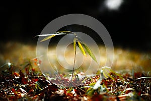 Selective focus of a small plant growing on a sunlit ground covered with yellowing grass