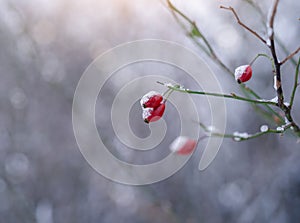 Selective focus snow melting on Red wild cherryPrunus avium in winter, Reddish Cherry on twig in morning with blurry sunlight