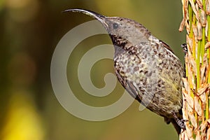 Selective focus of a songbird trill  perched on a tree branch on a blurred background photo