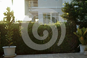 Selective focus on the spider holds on the web with blurred tree in background