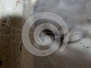 The Selective focus of spider web with blurred black house spider at the background.