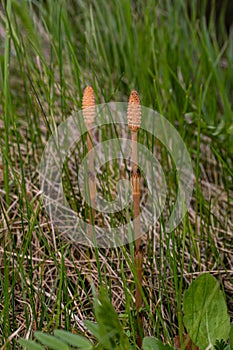 Selective focus. A spore-bearing shoot of the horsetail Equisetum arvense. Sporiferous spikelet of field horsetail in spring.