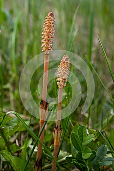 Selective focus. A spore-bearing shoot of the horsetail Equisetum arvense. Sporiferous spikelet of field horsetail in spring.