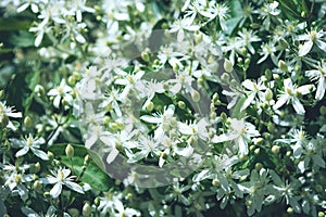 Clematis flammula fragrant white flowers texture in spring garden