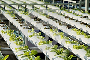 Selective focus on sprout hydroponics vegetable