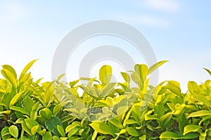 Selective focus of sprouting leaves with sky background