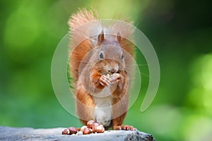 Selective focus of a squirrel eating hazelnuts with trees blurred in the background