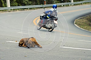 selective focus stray dog â€‹â€‹lying on the street There is room for text. The concept of the danger of driving on the road