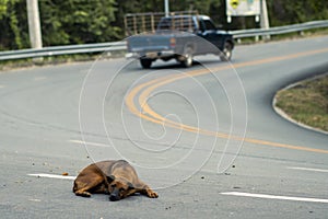 selective focus stray dog â€‹â€‹lying on the street There is room for text. The concept of the danger of driving on the road