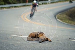 selective focus stray dog â€‹â€‹lying on the street There is room for text. The concept of the danger of driving on the road