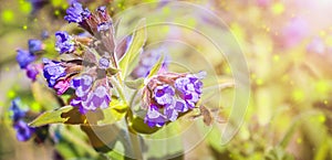 Selective focus. Summer background - Blue flowers Lungwort and Large bee-fly Bombylius major drink floral nectar.