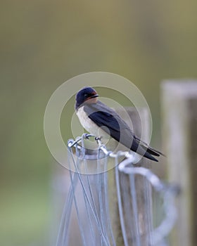 Selective focus of Swallow, Hirundo rustica, resting on wire fence.