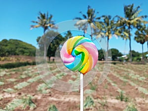 Selective Focus of Swirl Stick Rainbow Candy with Tropical Agriculture Field and Blue Sky Background